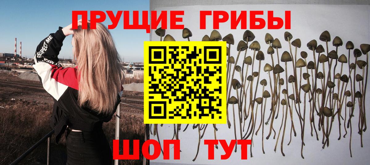 Галлюциногенные грибы Psilocybine cubensis Новочеркасск
